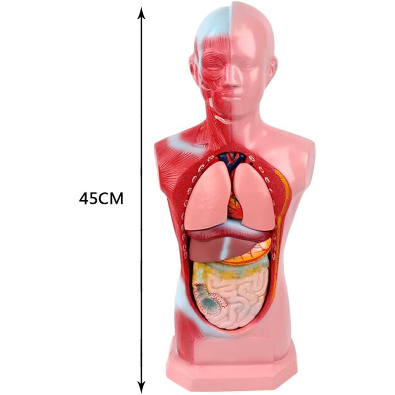 Model Tułowia Dziecka 45 Cm, Miniaturowy Model Anatomiczny Męskiego Tułowia, Wyjmowane Organy I Części Ciała, Materiały Edukacyjne
