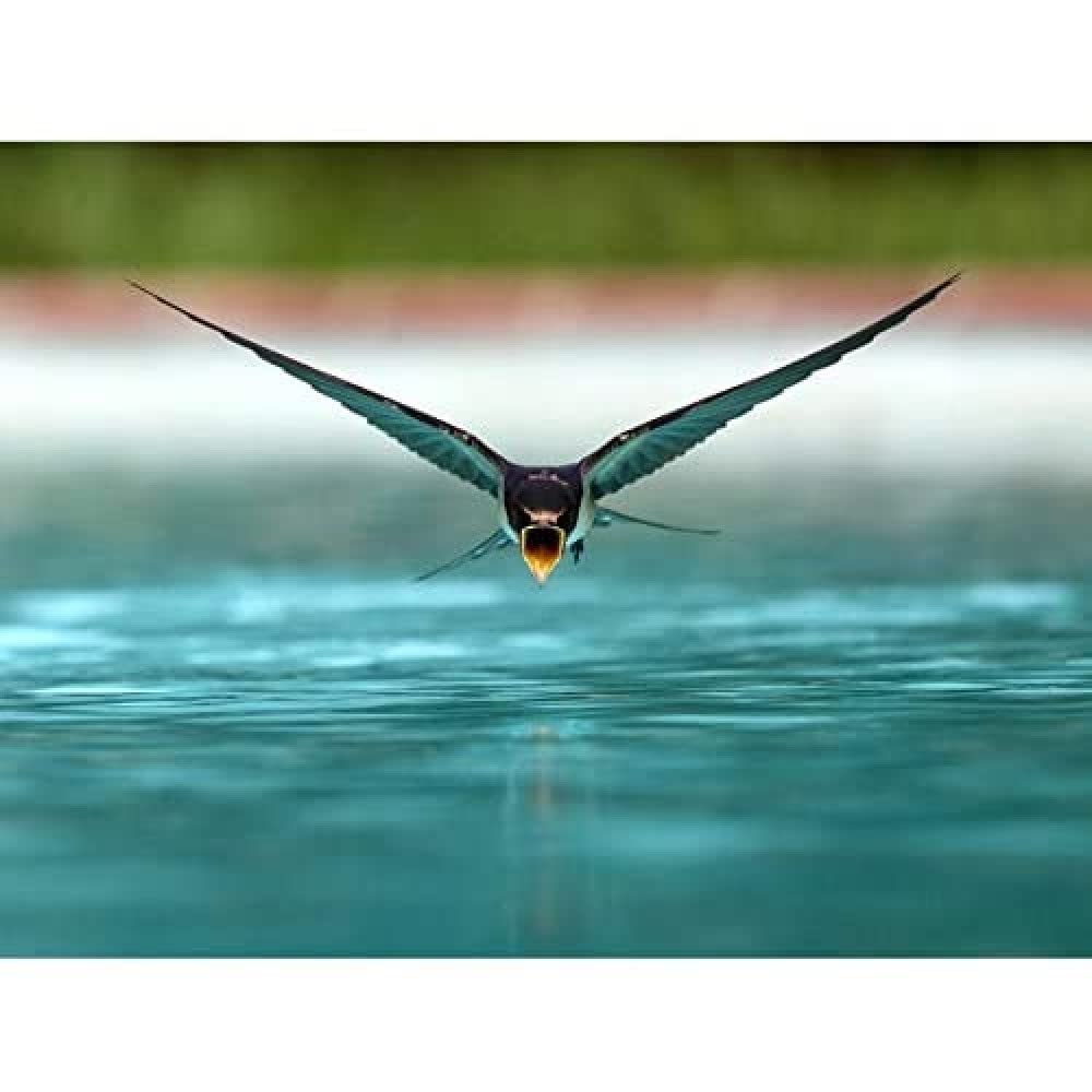 Artery8 Sanchezn Swallow Bird Drinking Swimming Pool Photo Unframed Wall Art Print Poster Home Decor Premium