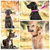 WowWow Professional Hundehalsband mit Leine - schwarz - Größe L 46-66 cm, 205g leicht, innovatives Halsband mit integrierter Leine - bekannt aus der Höhle der Löwen
