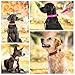 WowWow Professional Hundehalsband mit Leine - schwarz - Größe L 46-66 cm, 205g leicht, innovatives Halsband mit integrierter Leine - bekannt aus der Höhle der Löwen