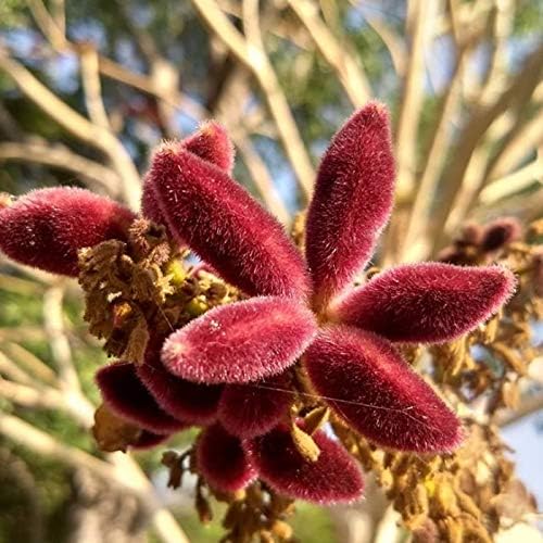 SHOP 360 GARDEN Sterculia Urens, Indian Gum, Kulu, Indian tragacanth, Sterculia gum, Gum karaya, kateera gum Tree Seeds - Pack of 10 Seeds