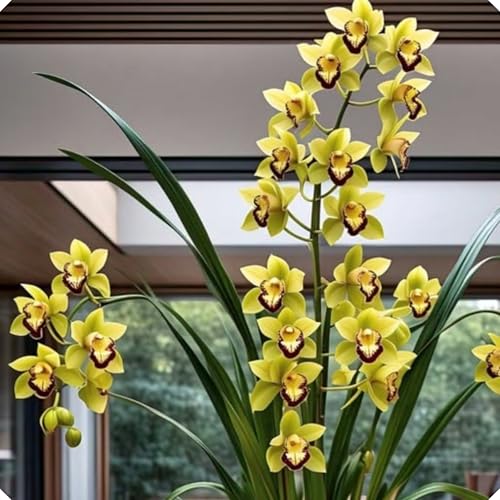 Orquídea Cymbidium elegante – Perfecta para crear ambientes acogedores y con estilo natural-3bulbos-B