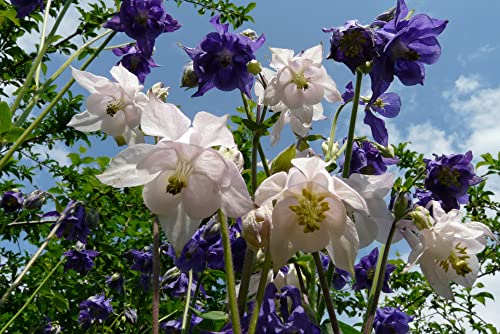 1500-Mixed Columbine Mckana Giants Flower Seeds-Flower Seeds #TOP1