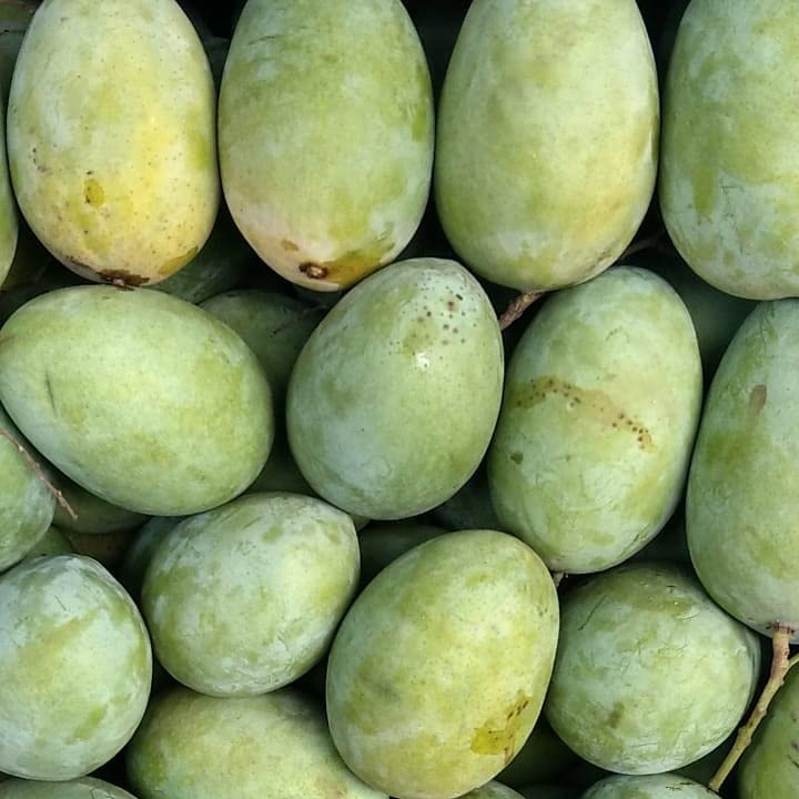 THE GREEN VIEW GARDENS Plants Mango Plant Fruit Langra Mango Grafted Plant (B0CKT44TJD) Amazon Price History, Amazon Price Tracker