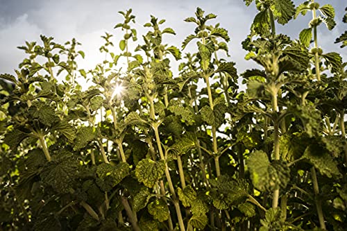 Ricola Cough Suppressant And Throat Drops Variety-Pack, 3-Flavors: Original, Cherry Honey, Honey Lemon With Echinacea #TOP3