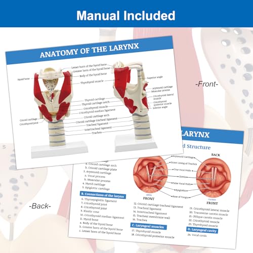 Image of JNMFTD 3X Larynx Function Anatomy Model, Enlarged Human Pharynx Model Throat Muscle Cartilage Glottis Laryngeal Prominence Movable with Labeled Number Product Manual Card for Medical Education Study