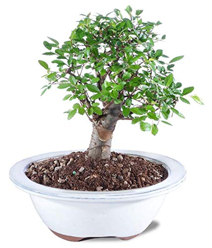 From You Flowers - Chinese Elm Potted Bonsai Plant for Birthday, Anniversary, Get Well or...