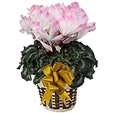 群馬の鉢花ギフト シクラメン プルマウェーブ ローズ さかもと園芸 達人のシクラメン 花鉢植え 花 ギフト プレゼント 贈答品 クリスマス お歳暮 お年賀 (cyc-plumawave-rose01)
