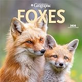 Canadian Geographic Foxes OFFICIAL | 2026 12 x 24 Inch (Hanging) Monthly Square Wall Calendar | Wyman Publishing | Wildlife Animals Nature