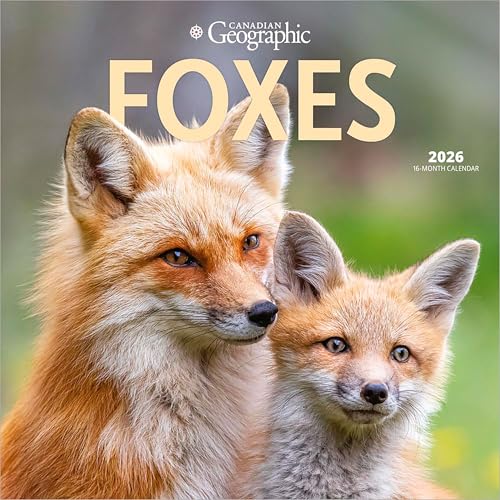 Canadian Geographic Foxes OFFICIAL | 2026 12 x 24 Inch (Hanging) Monthly Square Wall Calendar | Wyman Publishing | Wildlife Animals Nature