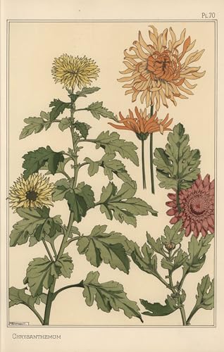 Image sur Toile Études Botaniques Eugène Grasset 60x90cm Décoration Chambre
