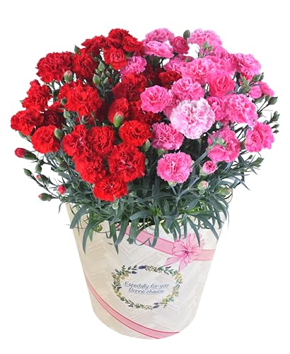 カーネーション 鉢植え 大輪 赤