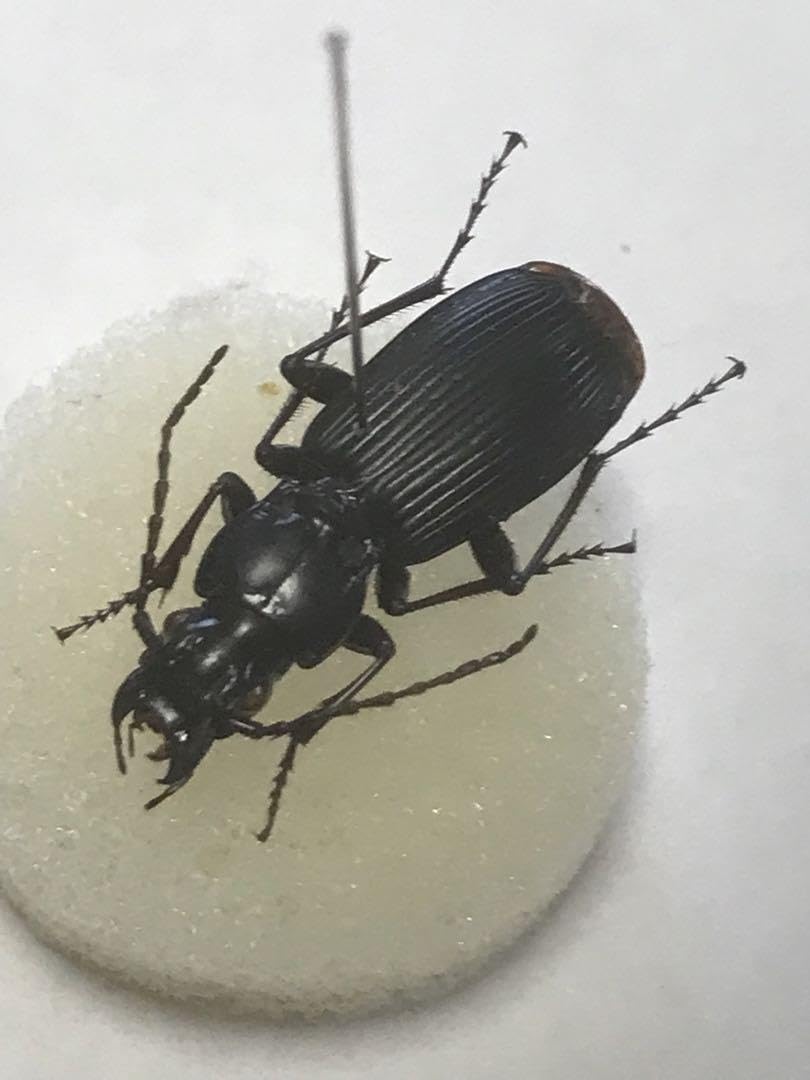 美品　昆虫標本２匹　テナガカミキリ　ケース付き テナガカミキリ 【カミキリムシ】 の展示中 || Museum of