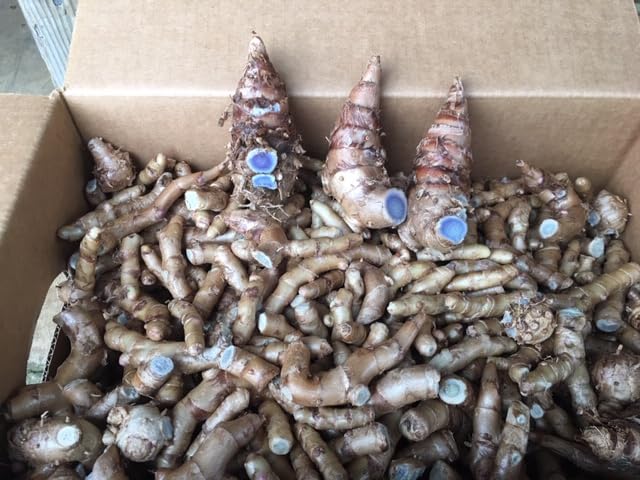 Image of Black Turmeric Seeds | 100 g
