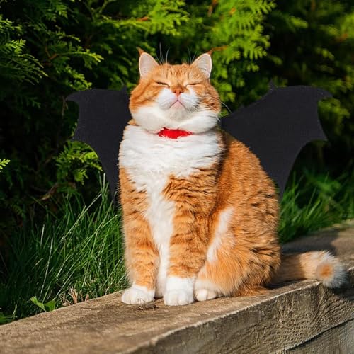 Haustier Kostüme,Fledermausflügel Kostüm Für Halloween - Outfit Kreatives Cosplay Zubehör Für Welpenclub Outdoor Haustier Verkleidung