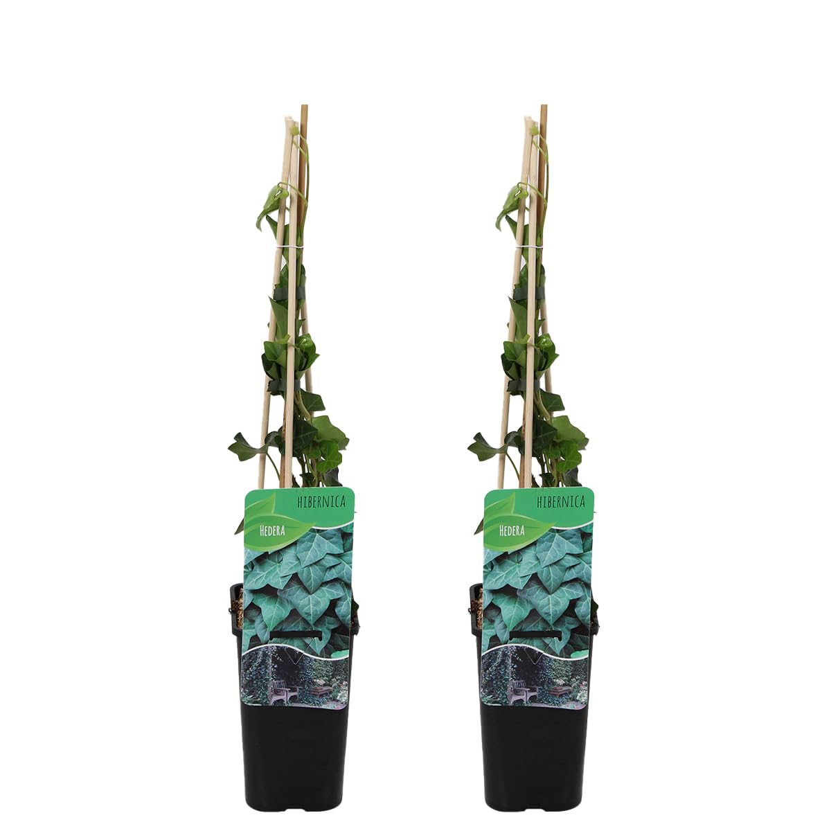Bloomique - Lot de 2 - Hedera Hibernica - Lierre à grandes feuilles - Persistant - Plantes grimpantes - Plantes de jardin - Rustiques - Pot 15cm - 70-80cm de Haut