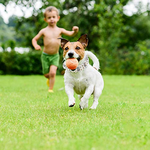 TEHAUX Coleiras de pérolas de cão e gato moda ajustável colar de couro para animais de estimação com
