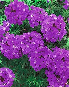 Semillas de flores Variedad híbrida de verbena Semillas de flores Flores azules de floración permanente Jardín [Paquete ecológico de semillas para huertos familiares] Semillas de plantas de