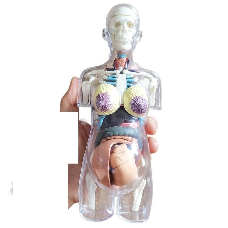 Cuerpo humano transparente uso anatómico esqueleto humano embarazada Bricolaje Anatomía Modelo Equipo educativo Ciencias Médicas 4D MASTER