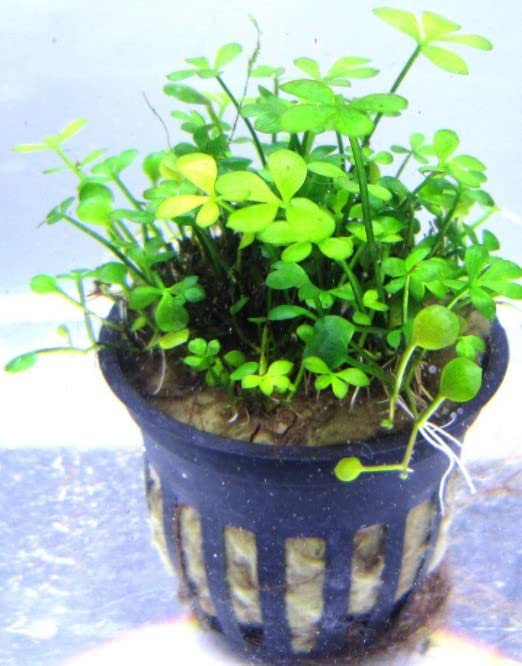 Dwarf Four Leaf Clover Live Plant (Marsilea Hirsuta) Vibrant Aquarium Ground Cover