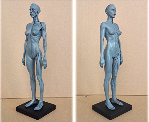Human Body Musculoskeletal Anatomical Model for Study and Teaching (30CM4)