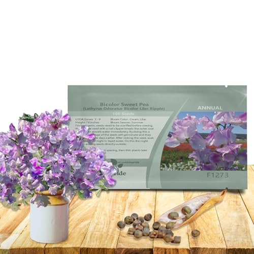 Outsidepride Bicolor Lilac Ripple Sweet Pea Seeds - 100 Pcs Annual, Easy to Grow, Vine Seeds for...
