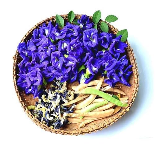 200 Butterfly Pea Flower Seeds - Local Us, Blue Butterfly Pea Vine Seeds, Organic, Non Gmo Seeds, (Clitoria Ternatea) Asian Pigeonwings -Tropical Vine Plant Seeds- Edible Flower Seeds #TOP1