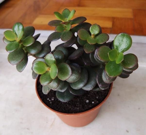 Cloud Farm Live Good Luck Jade Plant Air Purifier Plant CF_03 Amazon.in Garden & Outdoors