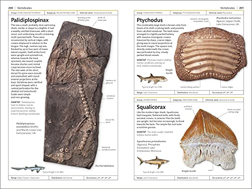 Fósiles para Niños: Aprende y Descubre la Paleontología