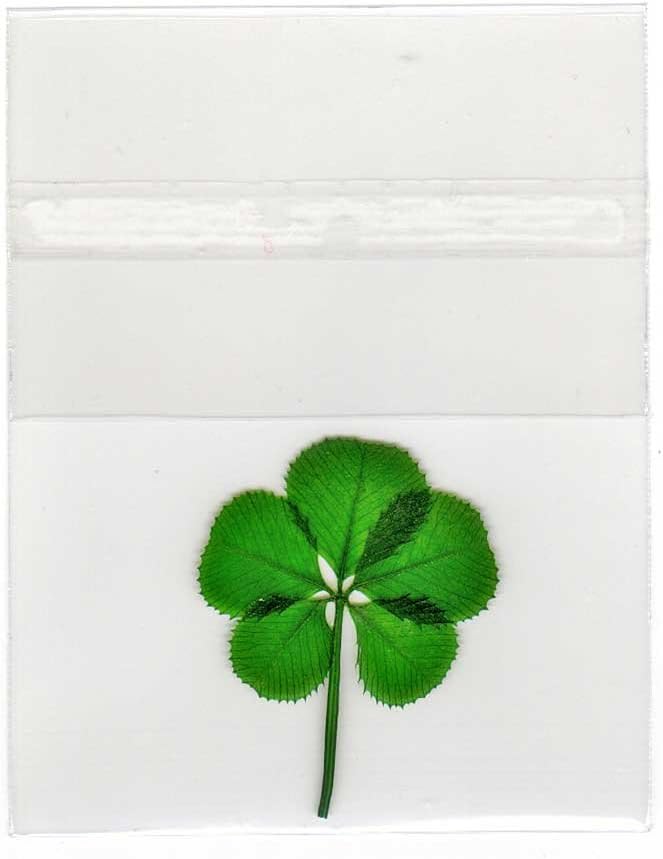 Clovers Online Good Luck Pressed and Preserved 5 Leaf Clover in Cello Sleeve