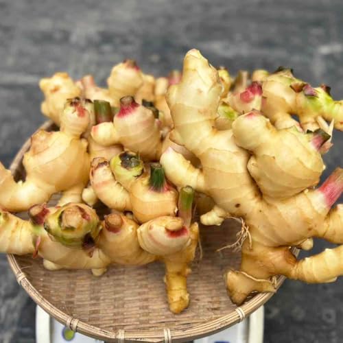 y̎|s VI L@JAS  2kg ͔|Ԓ_ 吶I L@͔| mY Y I[KjbN 傤 l\ E mY