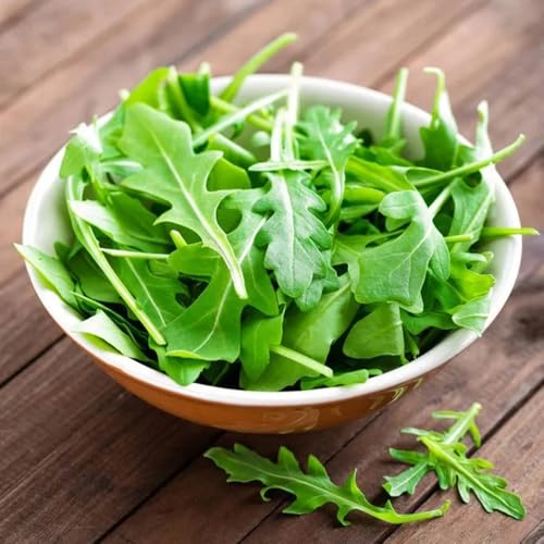 semi di rucola biologica, roccioso resistenti per il giardino da balcone da interno 1000pcs