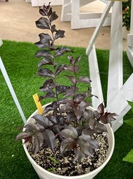 流木飾り台、サルスベリ 流木飾り台、サルスベリ - メルカリ