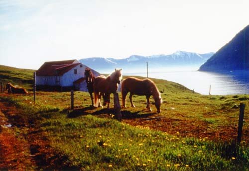 Emil und der kleine Skundi (KSM Klasssiker)