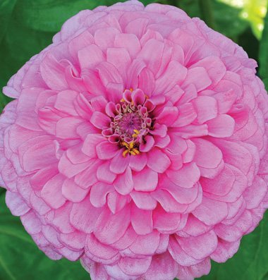 Creative Farmer Flower Seeds Giant Dahlia Flowered Bright Pink Flower Seeds For Winter-100 Seeds (B01LZ0ELPK) Amazon Price History, Amazon Price Tracker