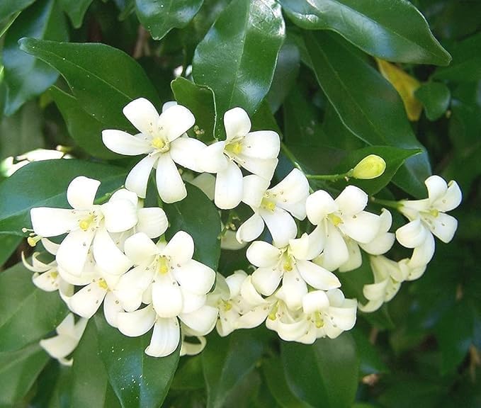 Image of Live Indoor /Outdoor Flowering Plant Madukamini Murya Paniculta Flower For Home & Garden Decore (Madhu Kamni /Murya /Paniculta) (MadhuKamni Flower Plant) (MADHUKAMINI FLOWER PLANT)
