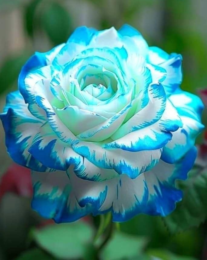 Rose Bulbs Perennial UK, Fragrant Flowers, Rare and Beautiful Rose Rhizome in Bulk,Planting for Stunning Garden Displays-1 Rhizome-C