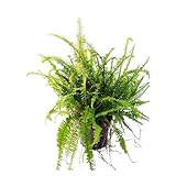 Para interior y exterior. DECOALIVE Helecho Natural de Interior Planta Verde Purificadora del Aire Helecho Rizado