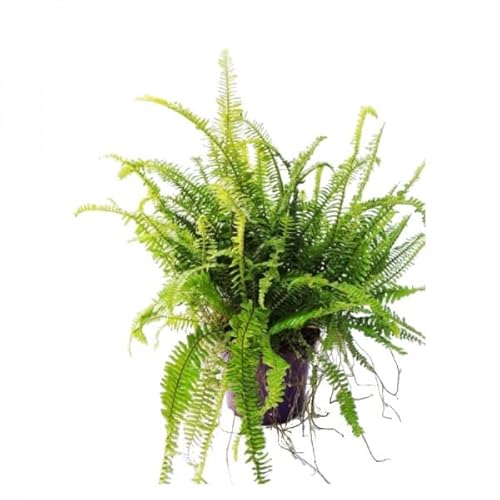 DECOALIVE Helecho Natural de Interior Planta Verde Purificadora del Aire Helecho Rizado