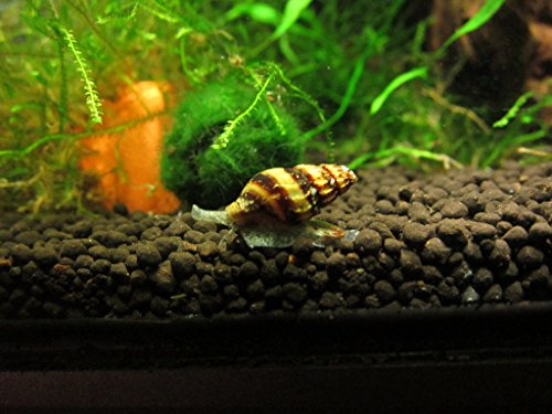 Assassin Snail .25'-.5'