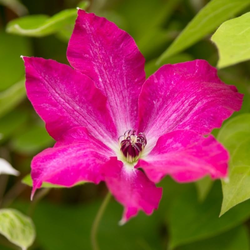 Clematis Vine Plants Live in Pot, 8 Months Old Seedlings Climbing Flowering, Outdoor Trellis Fences, Cold Hardy (Pink Clematis)