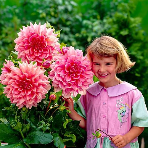 Dahlien Dinnerplate Rosa Knollen, 5 Dahlienzwiebelsorten Mix aus