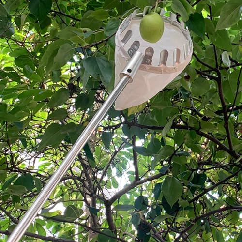 raccogli asparagi pinza frutta Asta Telescopica Per La Raccolta Delle Mele Con Cestino, Strumento Per La Raccolta Della Frutta Con Manico Lungo Pera, Mango, Pesca, Barrette Per La Raccolta Della Frutt