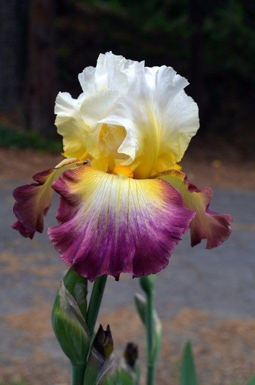 SVG® Dutch Iris Flower Bulbs for Your Home and Gardening Pack of 2 Bulbs (WHITE WITH VIOLET)