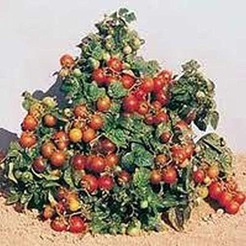 Miniatura 2 de Tiny Tim Tomate (El original "patio" tomate) mmm... Buena.