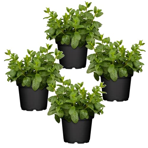 Cuatro Plantas de Hierbabuena - Plantas Premium DECOALIVE - Hierbas Naturales para Huerto Urbano - Plantas Aromáticas