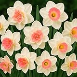 Pretty in Pink Daffodil Mix Bulbs for Planting (25 Bulbs) - Easy to Grow Perennial Flowers for Garden or Container