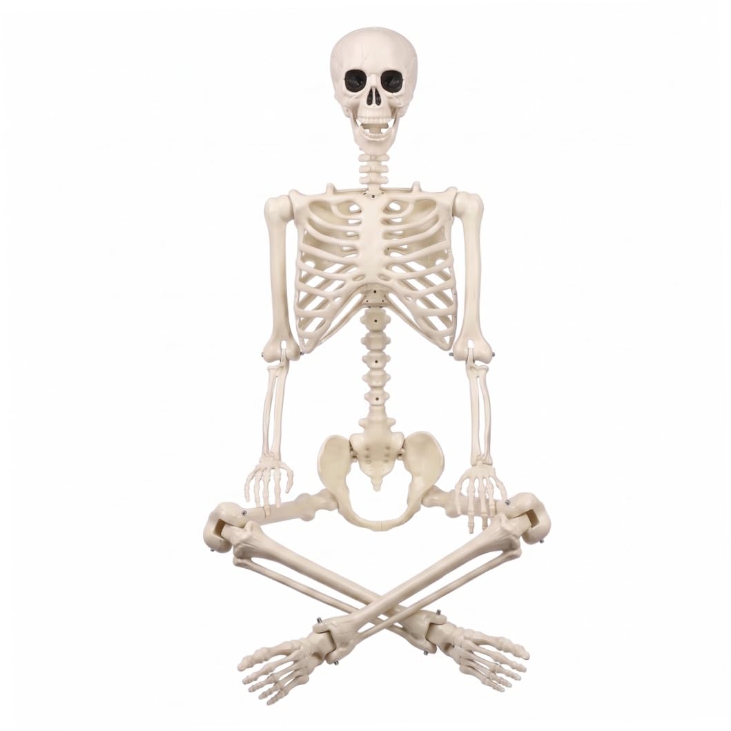 Imooreshine Life Size Posable Skeleton, Halloween Outdoor Plastic Skeleton with Movable Joints for Spooky Scene Arrangement