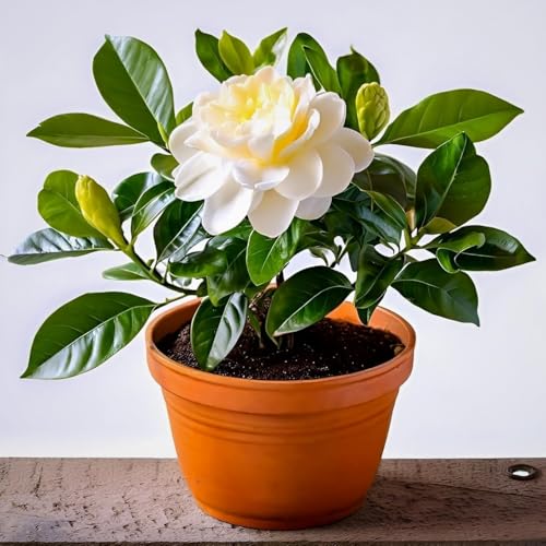 Image of Hidden Enterprise Gandharaj Live Flower Plant with Strong Fragrance for Garden Balcony Terrace Outdoor | Healthy Plant Producing Large White Blooms | Ideal for Natural Aroma Landscaping and Greenery