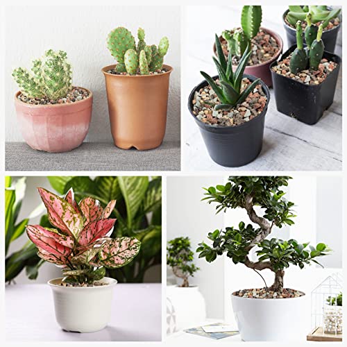 Gaspro 5Lbs Lava Rocks For Plants, 1/5 Inch Pea Gravel For Succulent, Pots Indoor, Terrarium, Cactus, Bamboo, Bonsai Tree, Top-Dressing, Mixed Color Volcanic Rocks, Good Drainage #TOP6